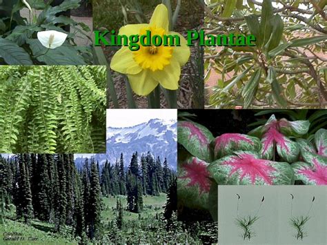 Ppt Kingdom Plantae What Is A Plant Multicellular Eukaryotes That