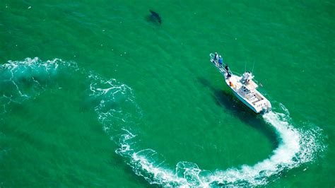 Cape Cod is a world great white shark hot spot, research finds – NECN