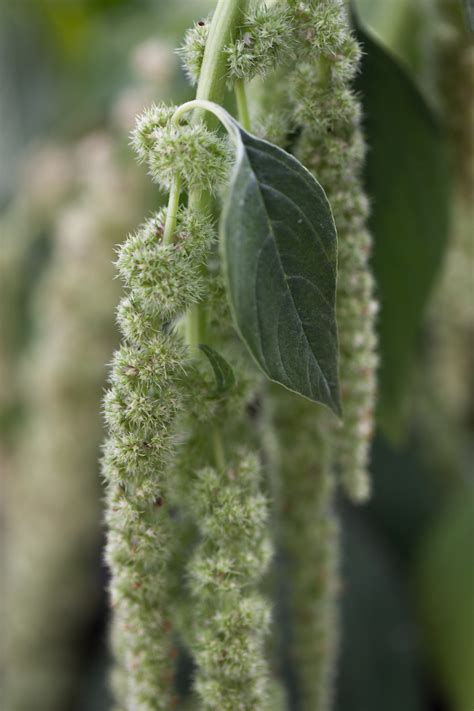 Amaranthus caudatus var. viridis Seeds £2.25 from Chiltern Seeds - Chiltern Seeds Secure Online ...