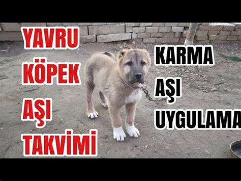 Yavru K Pek A I Takv M Yavru K Pek Karma A Ilari Yavru Ne Zaman