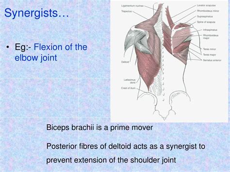 Ppt Naming Muscles According To Their Action Powerpoint Presentation