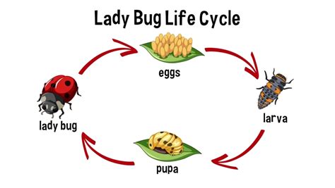 Ladybird life cycle Stock Video Footage - 4K and HD Video Clips ...