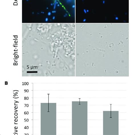 | DAPI stains DNA and polyP while maintaining cell viability. (A ...