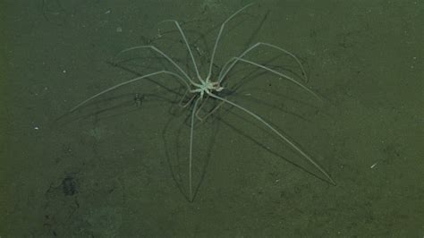 Giant sea spider • MBARI