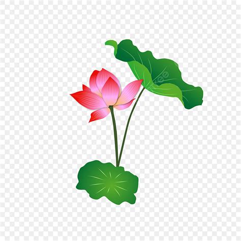 Pink Lotus Clipart Transparent Png Hd Hand Drawn Cartoon Pink Lotus