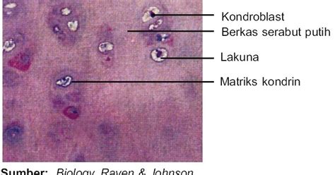 seputar kandungan struktur  fungsi kartilago fibrosa