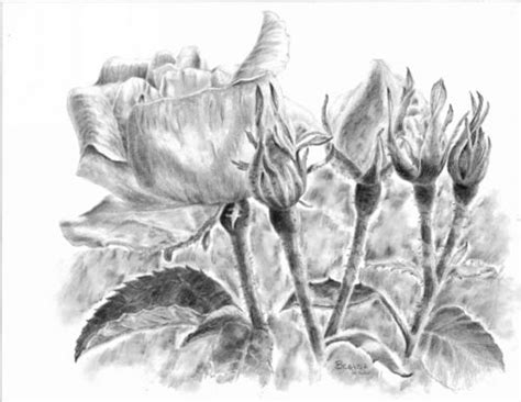 Brenda Hill Botanical Artist Kamloops Bc