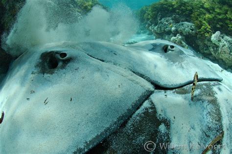 De Onderwaterfotografie Van Willem Kolvoort Foto S Buitenland