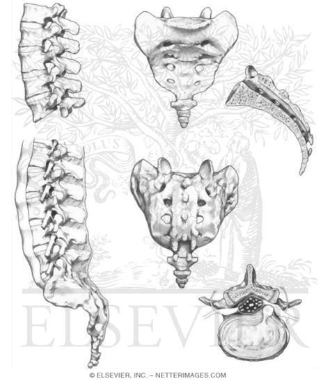 Lumbar, Sacral, and Coccygeal Vertebrae