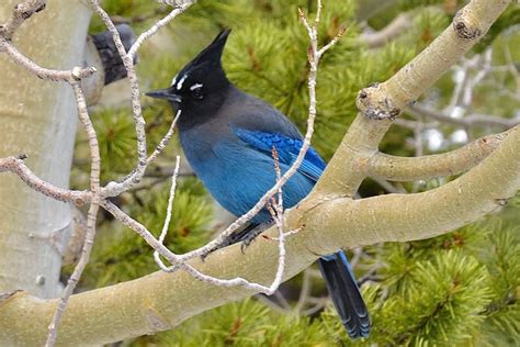 High Country Birding Hike And Hot Spring Soak From Denver Power Traveller