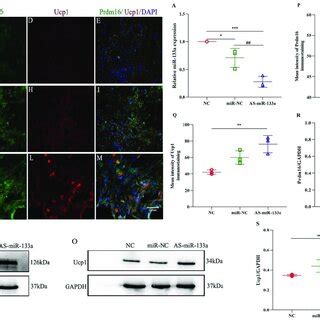 Immunoreactivity Of Prdm16 Ucp1 Proteins After The Inhibition Of