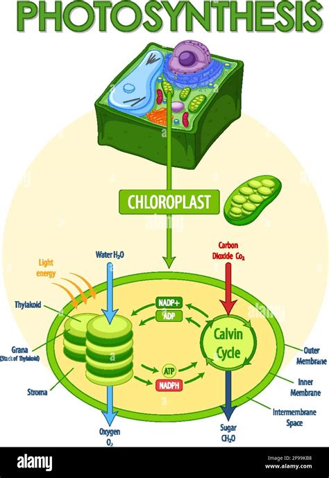 Photosynthesis System