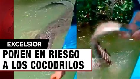 Guía pone en riesgo a turistas al jalarle la cola a un cocodrilo en