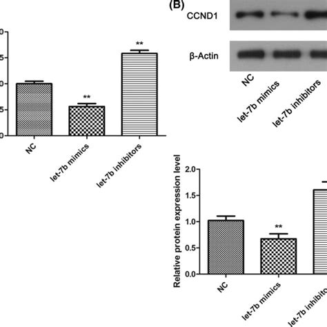 The Expression Levels Of CCND1 A CCND1 MRNA Expression Levels In