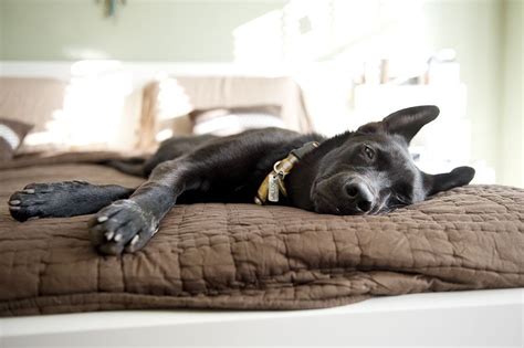 Perro Tranquilo En Casa Aprende A Entrenar La Calma Gora Canina