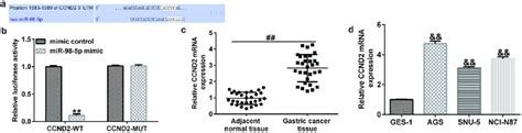 Identification Of CCND2 As A Downstream Target Of MiR 98 5p In Gastric