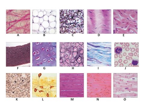 Quizlet 14 Types Of Tissue