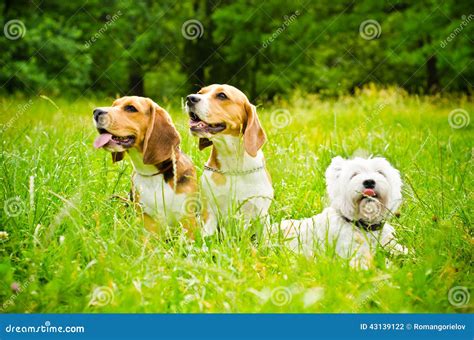 Three Dogs Stock Photo Image Of Nature Happy Domestic 43139122