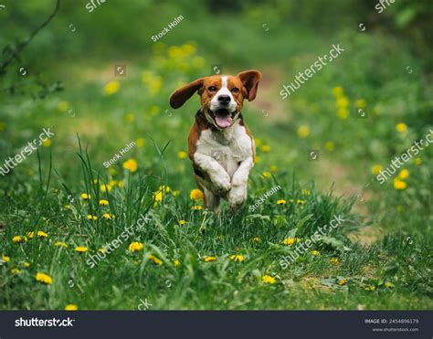 134,609 Beagle Royalty-Free Images, Stock Photos & Pictures | Shutterstock