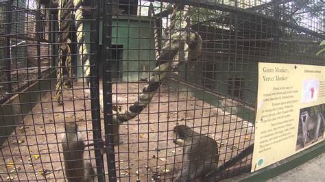 Emperor Valley Zoo Trinidad Y Tobago 06 2015 Youtube