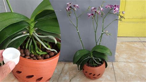 Come Travasare Correttamente Le Orchidee Con Acqua Ossigenata E Argilla