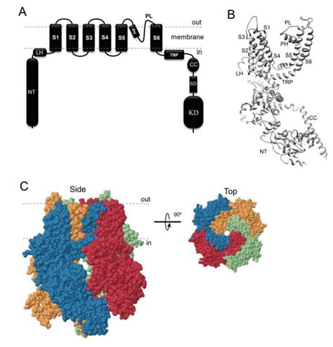 Mapping Trpm7 Function By Ns8593