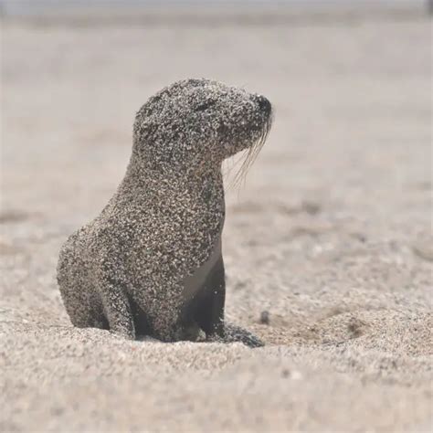 Galápagos Sea Lion - Facts, Diet, Habitat & Pictures on Animalia.bio