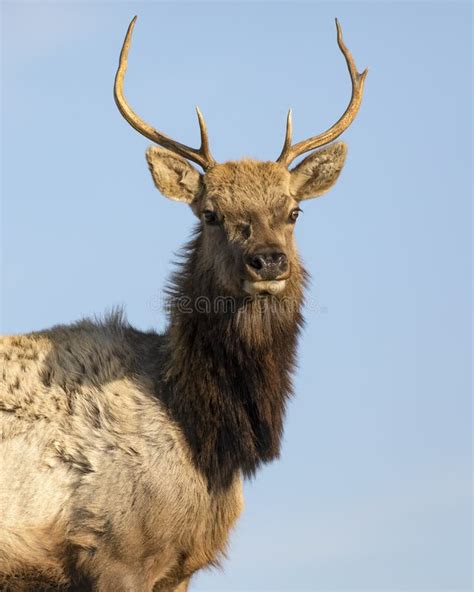 1389 Bull Elk Head Photos Free And Royalty Free Stock Photos From