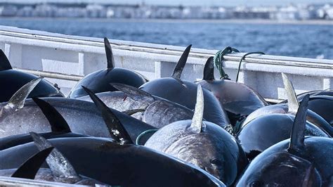 Amazing Giant Bluefin Tuna Catching On The Sea With Modern Big Boat