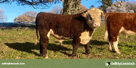 2 Hereford Breeding Bulls | SellMyLivestock - The Online Livestock Marketplace