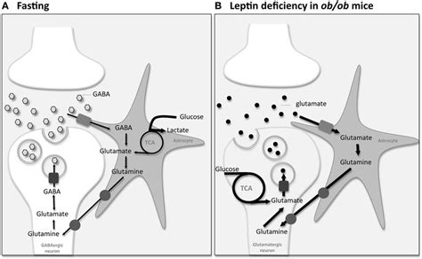 Information On The Integrated Neuronal Astrocytic Metabolic Coupling Download Scientific