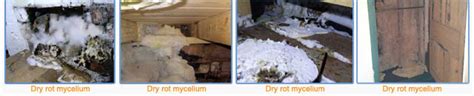 Dry Rot Pictures Peter Cox Our Picture Guide To Dry Rot