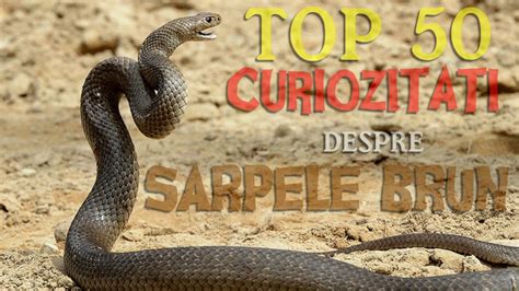 Top 50 Curiozitati Despre Sarpele Brun Youtube