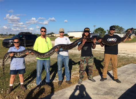 Just How Rare Is That Giant Python Captured In The Everglades Live Science