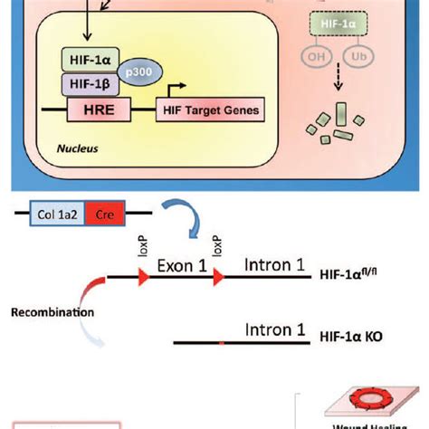 HIF 1α knockout results in impaired recovery from tissue ischemia