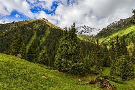 Fondos De Pantalla Fotografía De Paisaje Montañas árboles Picea Hierba