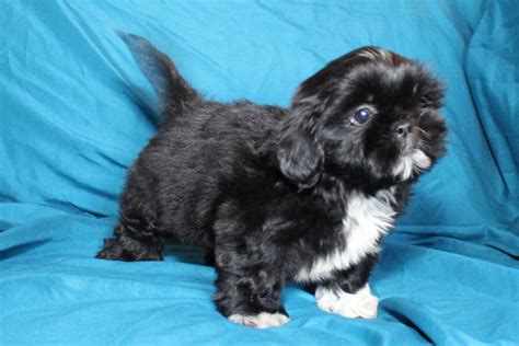 Available Shih Tzu Puppies For Sale Northviewshihtzus