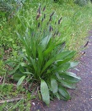 Buckhorn Plantain | Weed Management | Farms.com