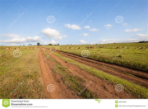 Wildlife Buck Herd Landscape Stock Image Image Of Protected Animals