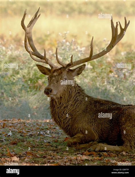 Red Deer Stag Richmond Park Stock Photo Alamy