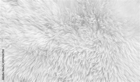 White wool with white top texture background, light natural sheep wool ...