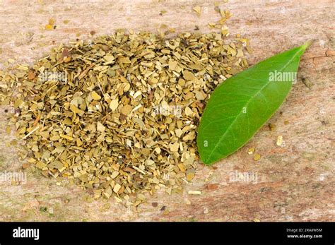 Mate Dried Ilex Paraguariensis Stock Photo Alamy