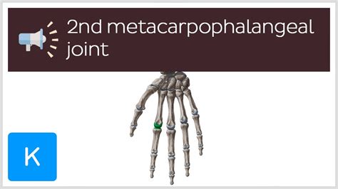 2nd Metacarpophalangeal Joint Anatomical Terms Pronunciation By