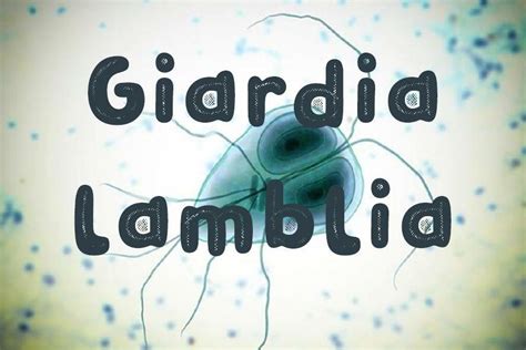 Gardia Lamblia La Vieja Confiable Medicina Udocz