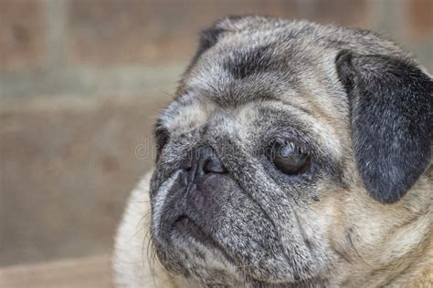 Beautiful Portrait Of A Pug Dog Stock Photo Image Of Choco Canis