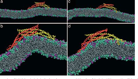 Figure From Direct Observation Of Bin Amphiphysin Rvs Bar Domain