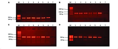 Toxin Genes Of Isolated Bacillus Spp By Pcr Test Continued A