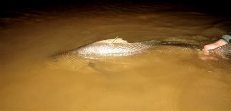 Proposal For Catch And Release Of Dusky Kob In The Breede River Estuary