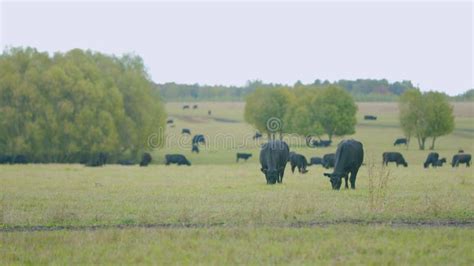 Vaca De Ternera De Angulas Negras Vaca En Un Pasto Veraniego Verde