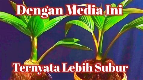 Perawatan Pelepah Bonsai Kelapa Media Sekam PakdheAgung790 Ab 241